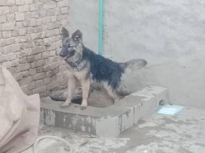 GERMAN SHEPHERED / IMPORTED GERMAN SHEPHERED
