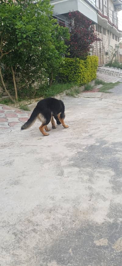 German shephed female