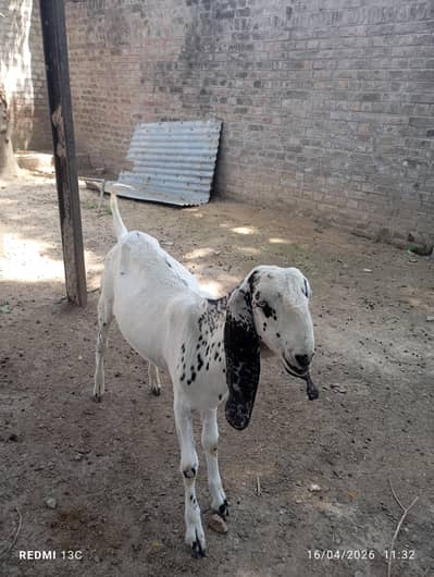 white and black bakra for sale
