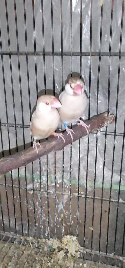 breeder pair