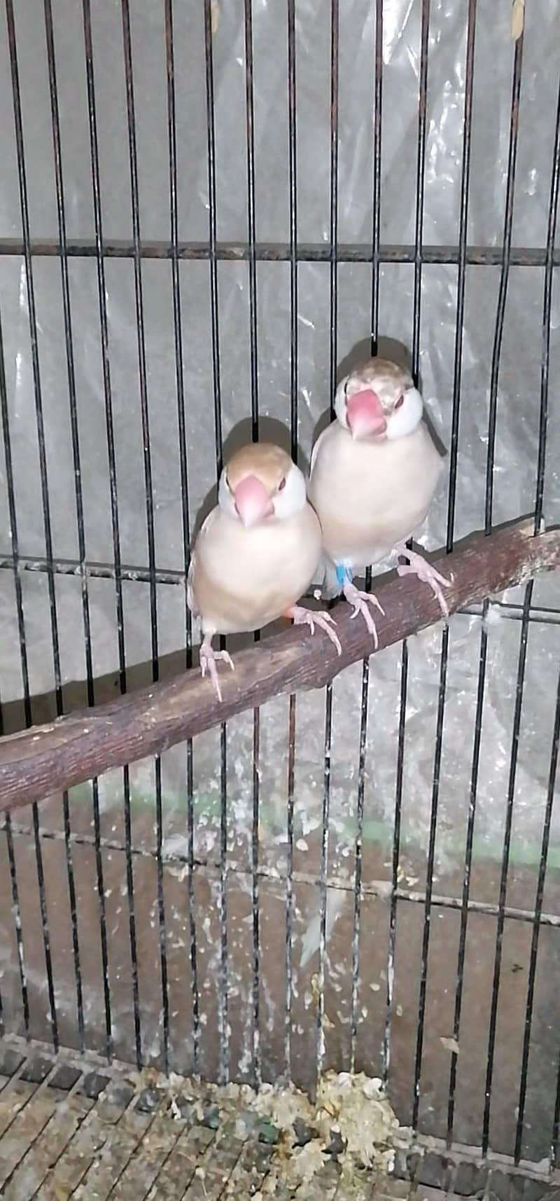breeder pair fowan java 1
