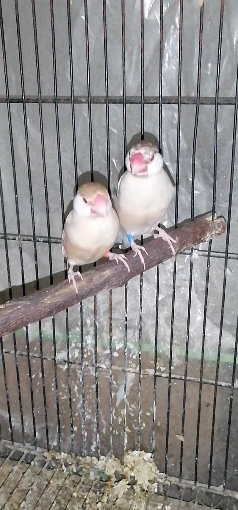 breeder pair fowan java 4