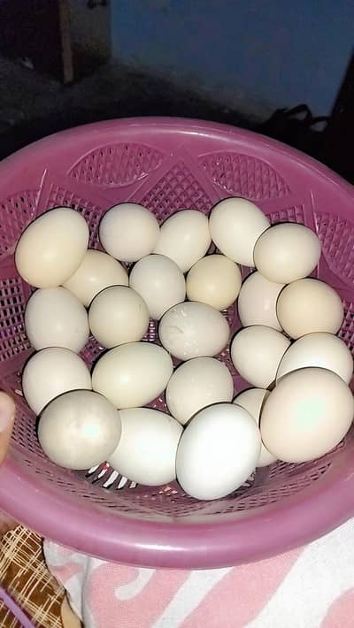 Pure Aseel eggs