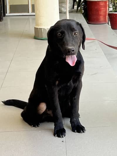 Black Labrador Puppy 3.5 months