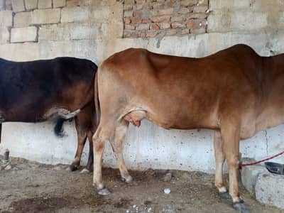 taza sowi howi cow Sath wacha