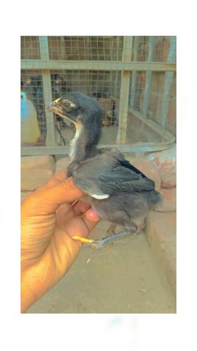 aseel chicks for sale 03304346382