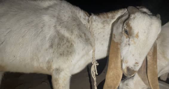 Desi breed Mahkhiii Cheena