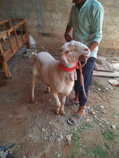 2 dumbe he 2no 11 months ke he 03072304741