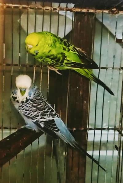 Exi King Budgie/bajri