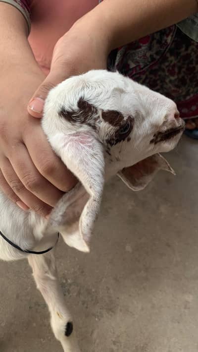 2 weeks ka bakra hai full active hai