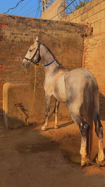 young Nezabai  male horse perfect condition