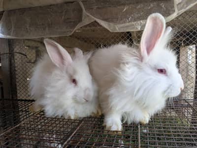 Fancy angora pair for sale 4 months