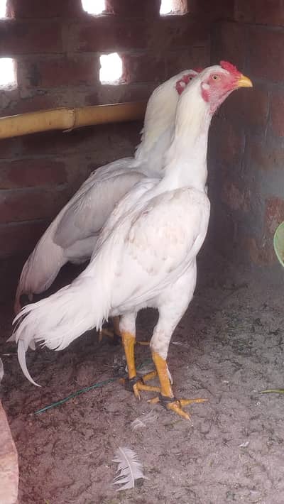 Heera parmoz bloodline pathay