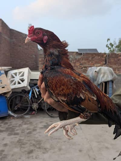 Pure Mianwali Aseel Male