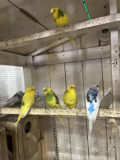 Lovebirds and Budgies for Sale – Rs. 800 Each