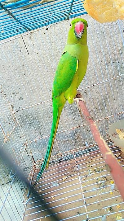 green parrot