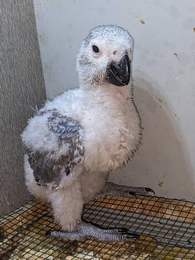 African gray age 50 days price on one chick