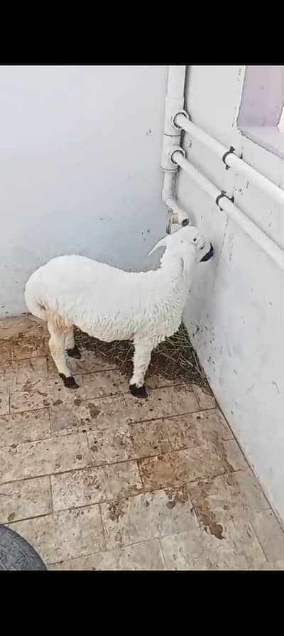 three sheeps for sale