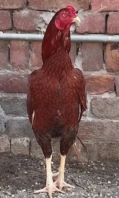 aseel egg peela male plus bangum lasani female.