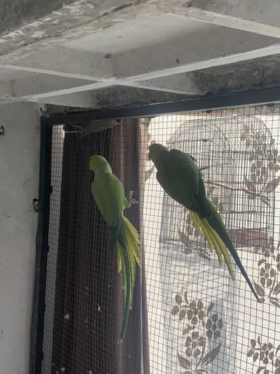 Green parrot pair