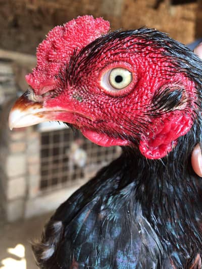 Minawali aseel patha