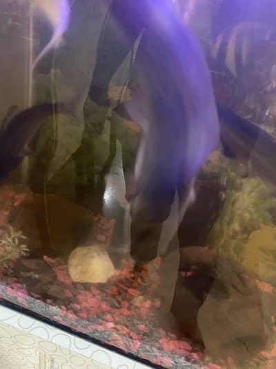 Cat fish only 1 piece available for sale