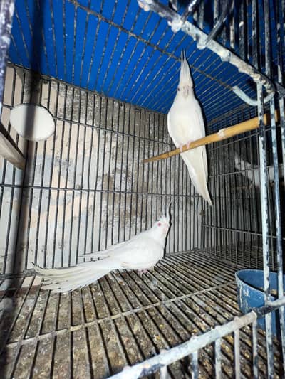 Eno Cocktail Guarantee Breeder Pair For Sale Chicks History Available