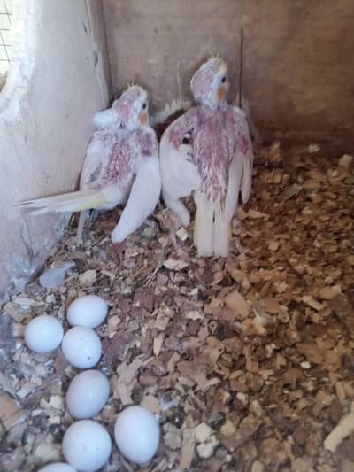 cocktail setup for sale READ ADD . cockatiel birds parrots