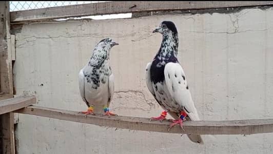 Sialkoti Batere Breeder Pair