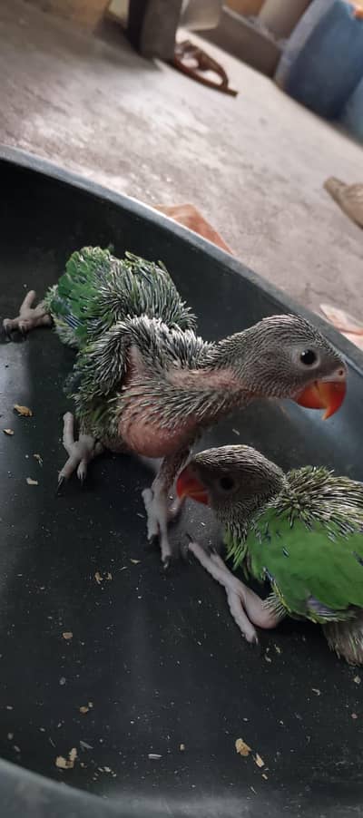 Green Ringneck Chicks