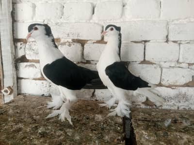 Lahori Sherazi Pigeon Fancy Kabootar Young Pair 03431683430