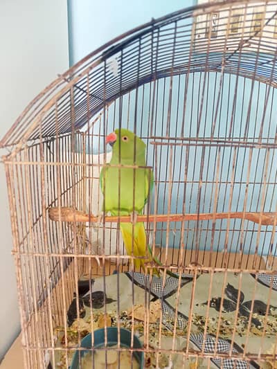 ringneck parrot