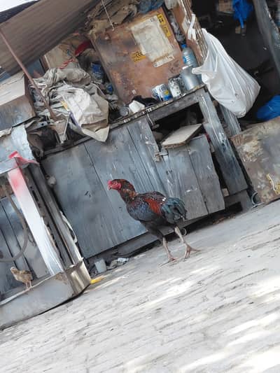 aseel pure male mashllah pure hai