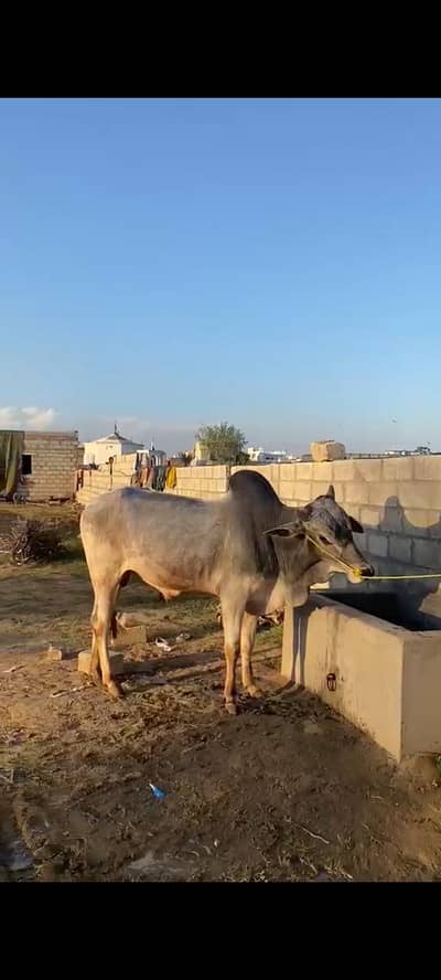 قربانی کے لیے خوبصورت بیل برائے فروخت]4 دانت [وزن 4من سے زائد صحت مند