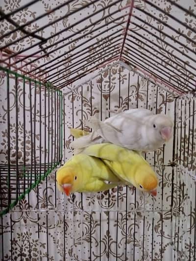 Love birds For Sale {BEAUTIFUL}