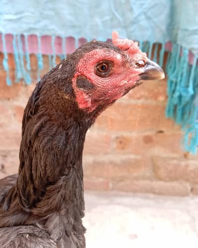 pureblack thai female hen available serious buyer contactme03068678942