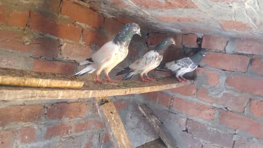 Dub Waly & Tedi Pathy 3 males each . . . 03034460019 whatsapp