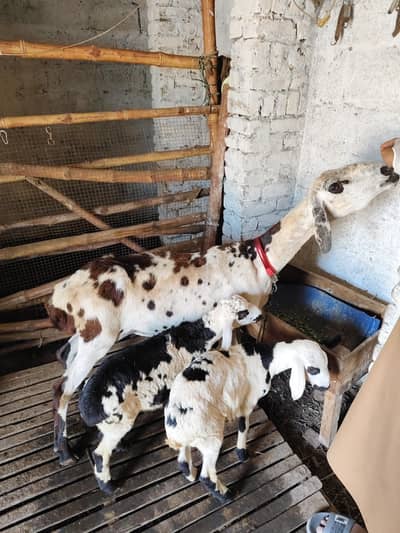 Ablak sheep with 2 kids for sale