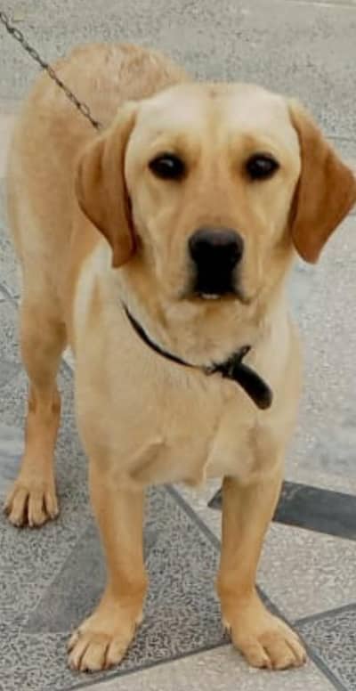 British Labrador | Labra Dog | Labrador puppy |Dog for sale03709344837