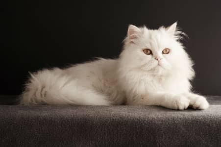 My cat is very friendly and beautiful