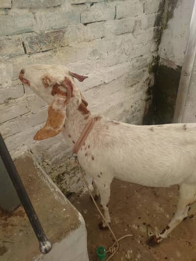 4monthes Pele sui de 2nd time sirf goat hai dhood kl chaye tu