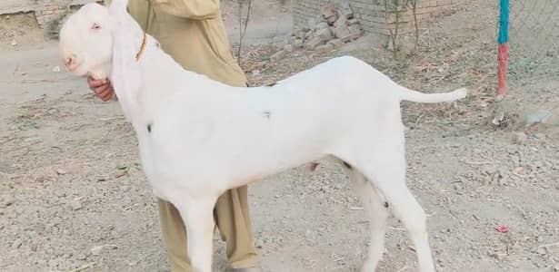 Qurbani ke Liye Bakra for sale call _03102729869