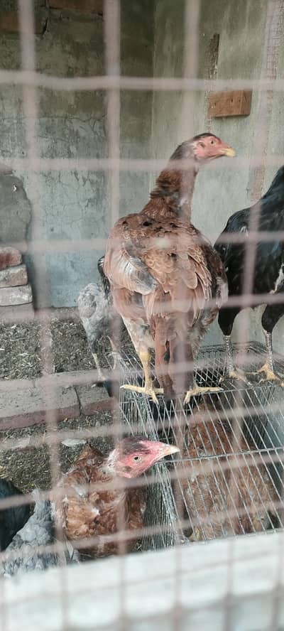 aseel madiya for sale