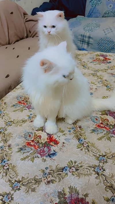 Persian Pair For Sale