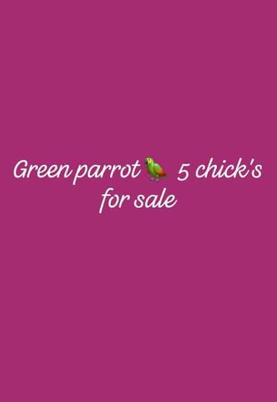 Green parrot  5 chick's for sale