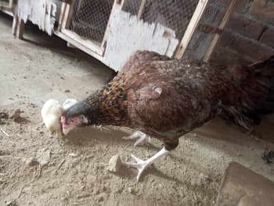 aseel mianwali murgi for sale without chicks