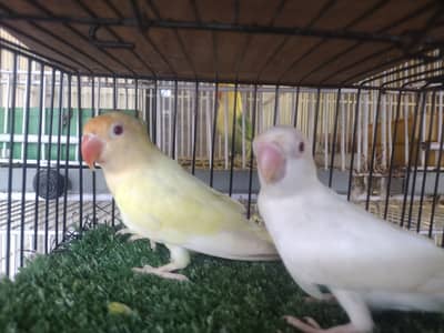 Cage, Breeding Box, AC DC Fan