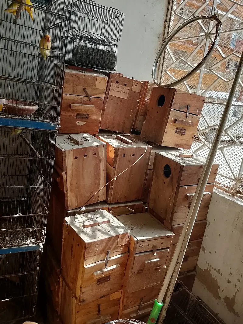 Cage, Breeding Box, AC DC Fan — photo 9