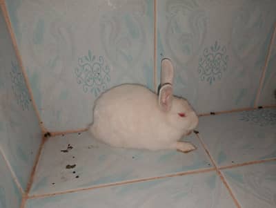 new Zealand White breed ke healthy aur active rabbits available hain.