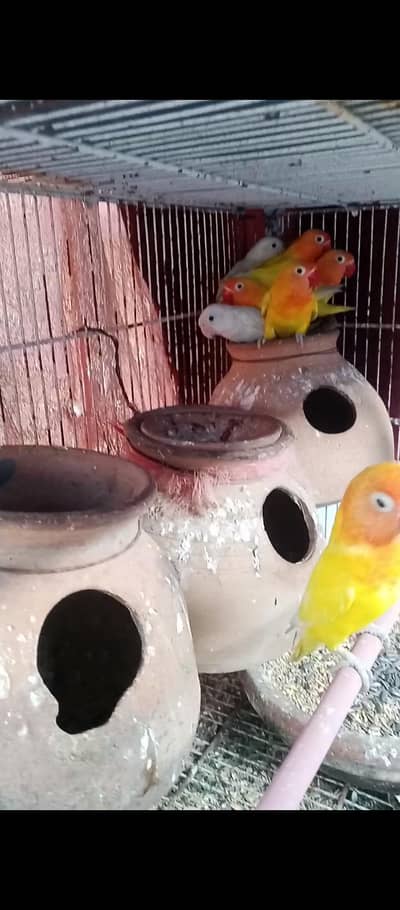 lotino fisheri black